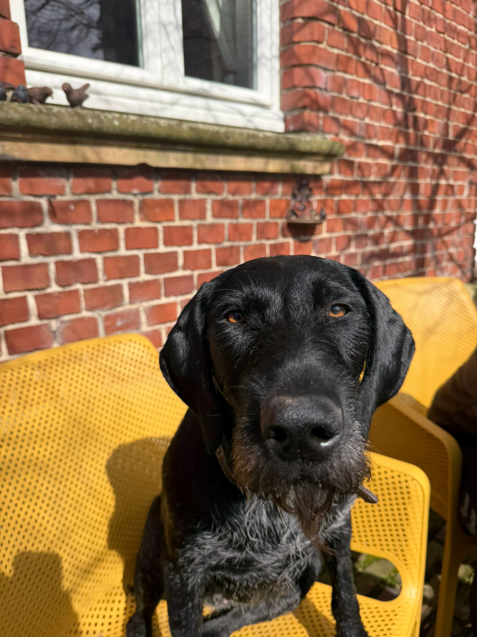 Mit der digitalen Hundemarke die Hundehalter entlasten